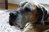 Djamila – 9 1/2 Jahre